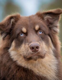 dog-9548923_1280 dog-9548923_1280
